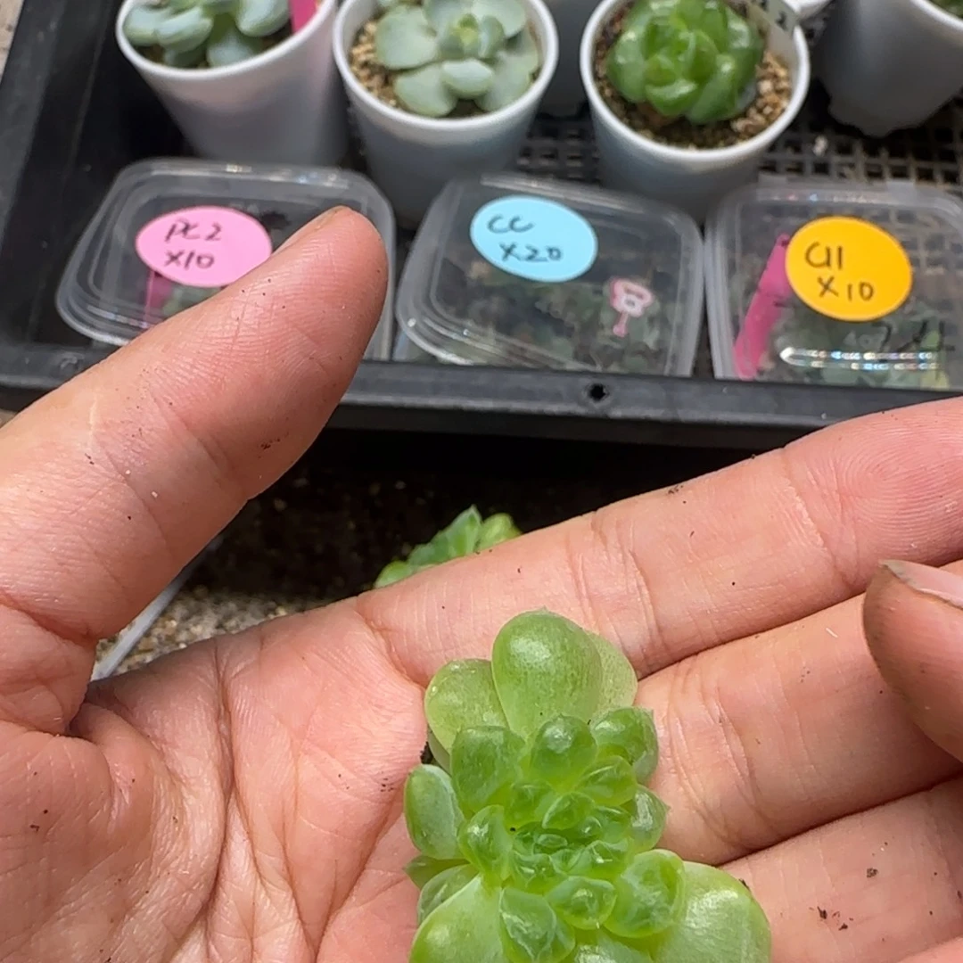 注***桑纸鸢疑似 中苗盆满25包邮
