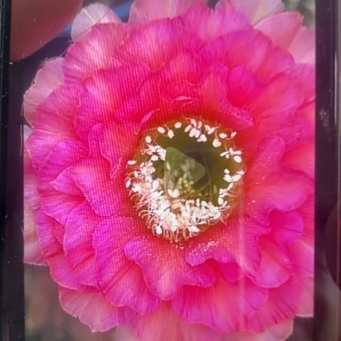 无花朵老5 号彩草仙人球侧芽2左右