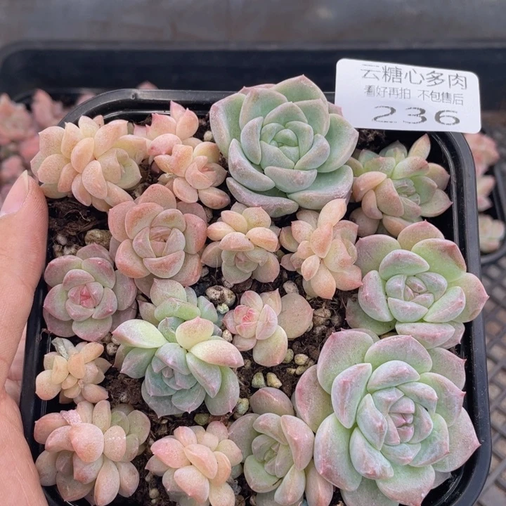 云糖心多肉植物236