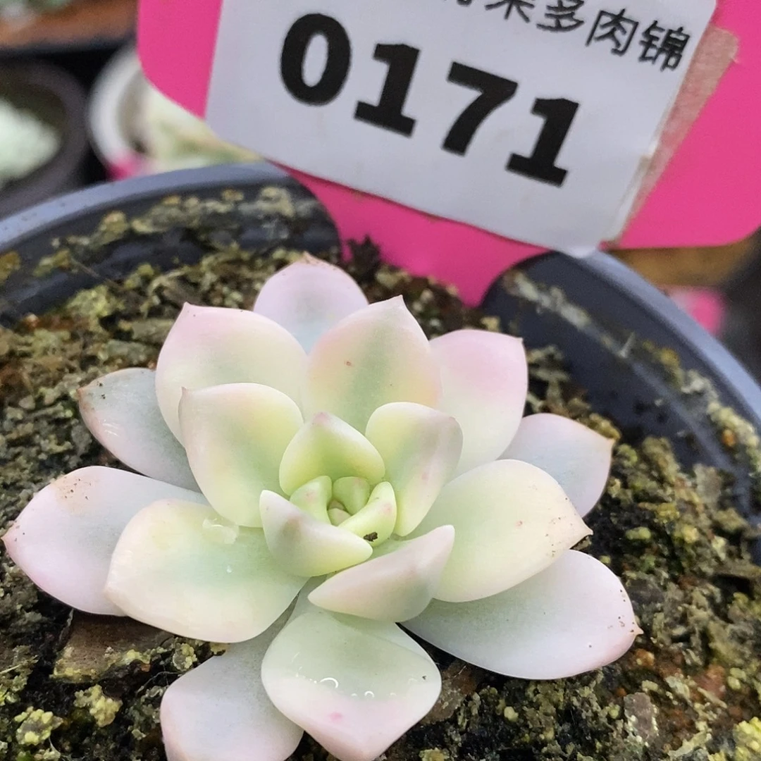 171宽锦哈哈哈哈哈哈