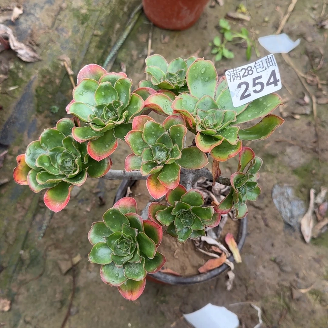 艳姿多肉254满28包邮断枝不包