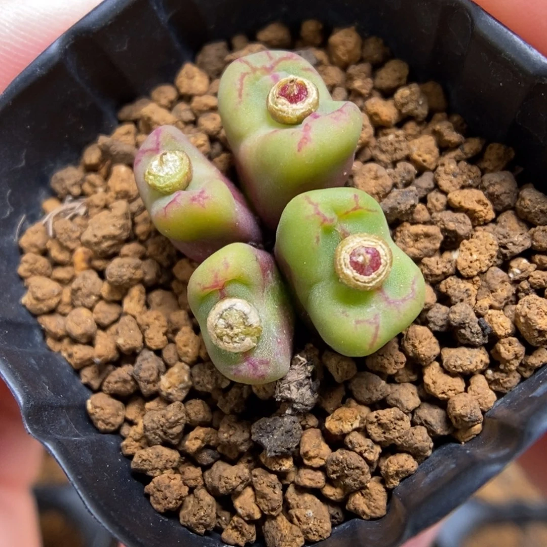 多肉植物肉锥杂交K-706