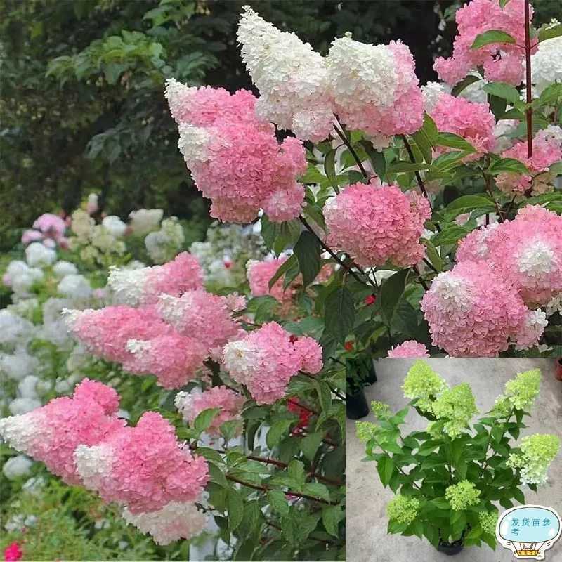 北极熊圆锥绣球花苗带花苞四季花卉阳台庭院木绣球石灰灯绣球花