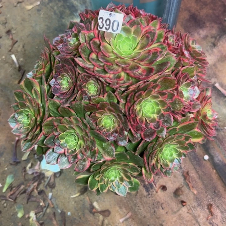 妍*?万黄锦390多肉法师一物一拍