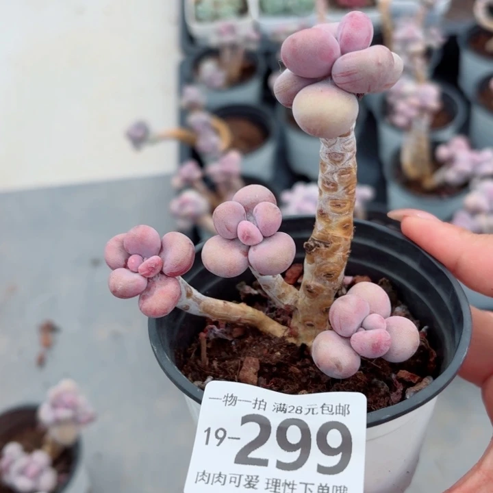 腰子蛋无盆土发货多肉多