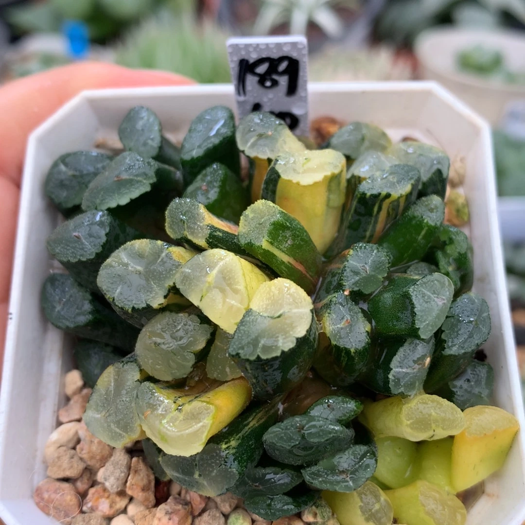 群生清合万象锦，带盆一起