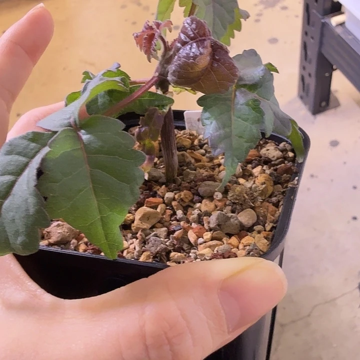 实生秘鲁圣木裂榄一物一拍