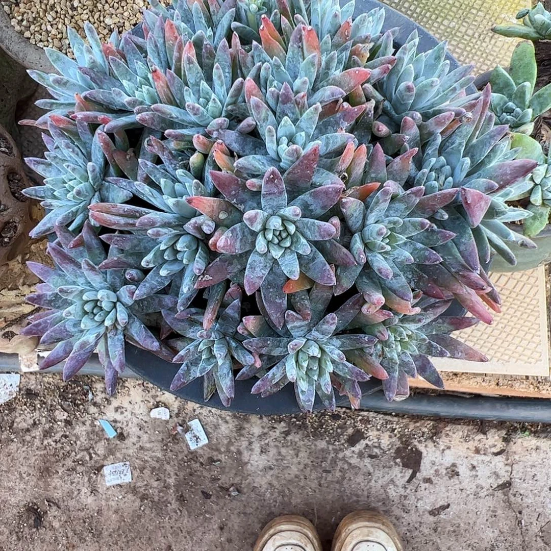 4373海瑟白菊仙女杯