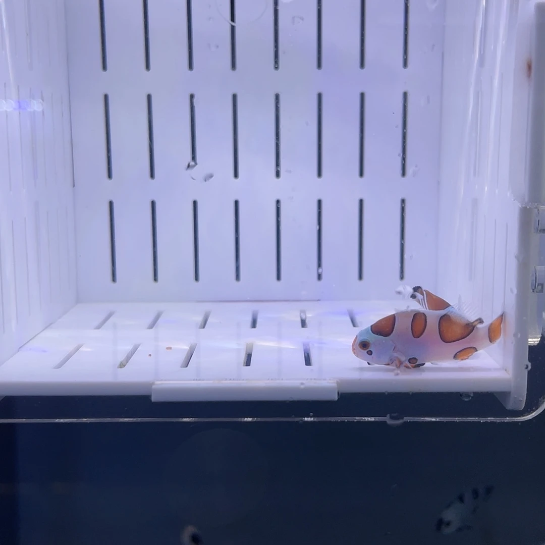 海水鱼3公分对装精品橘猫