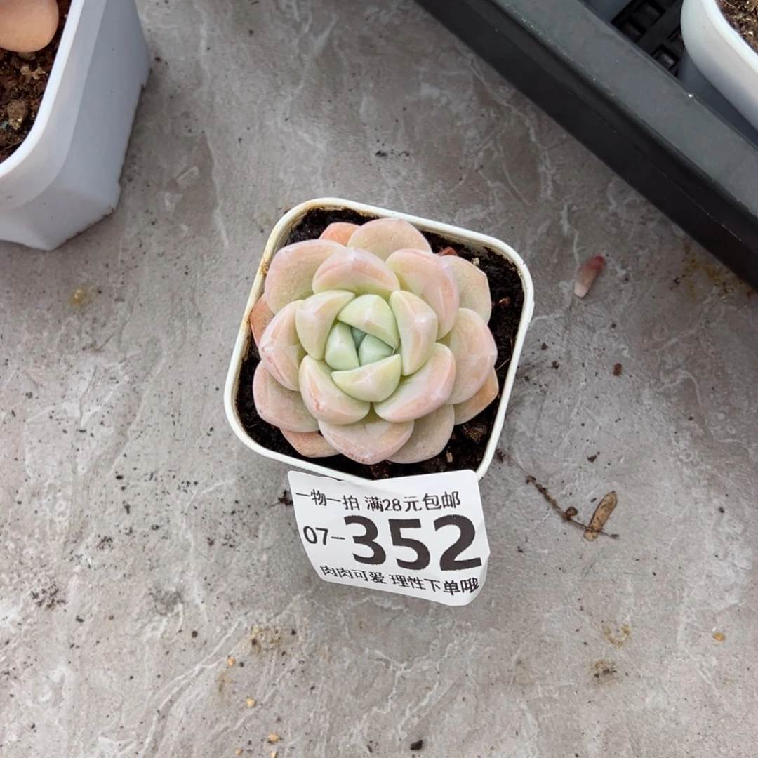 冰玉，多肉多肉多肉多肉