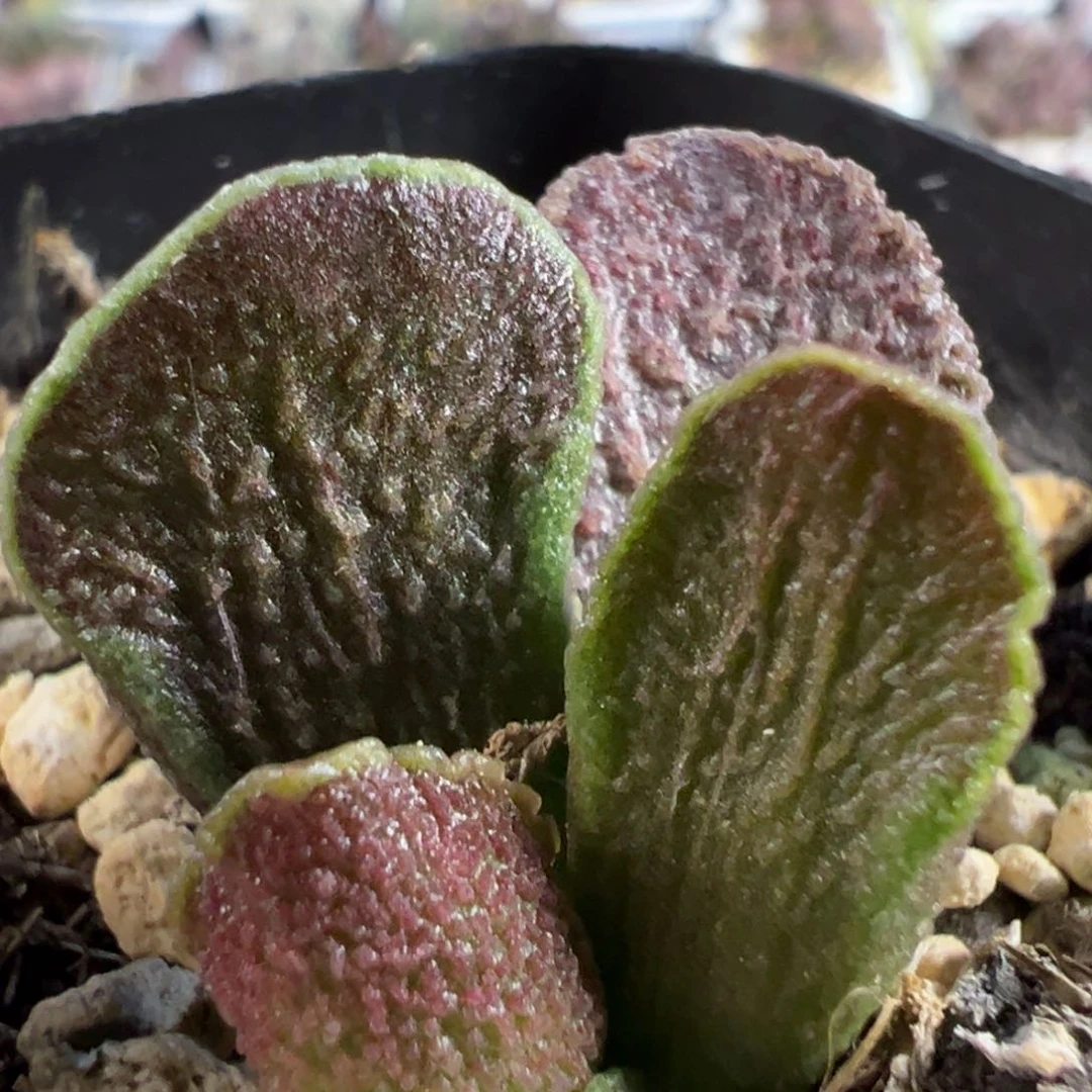 实生新品大苗多肉植物水泡