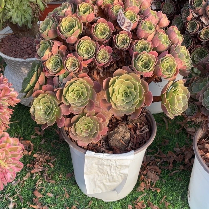 592玫瑰朵朵缀24厘米左右