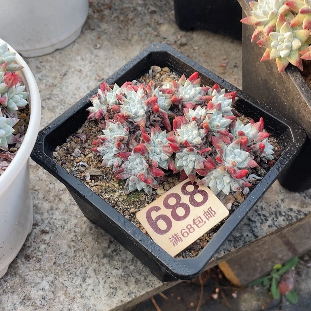 晨溪园艺仙女杯呀