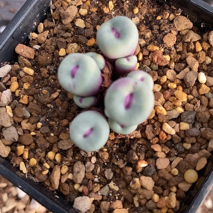 3011G0089小红嘴一群
