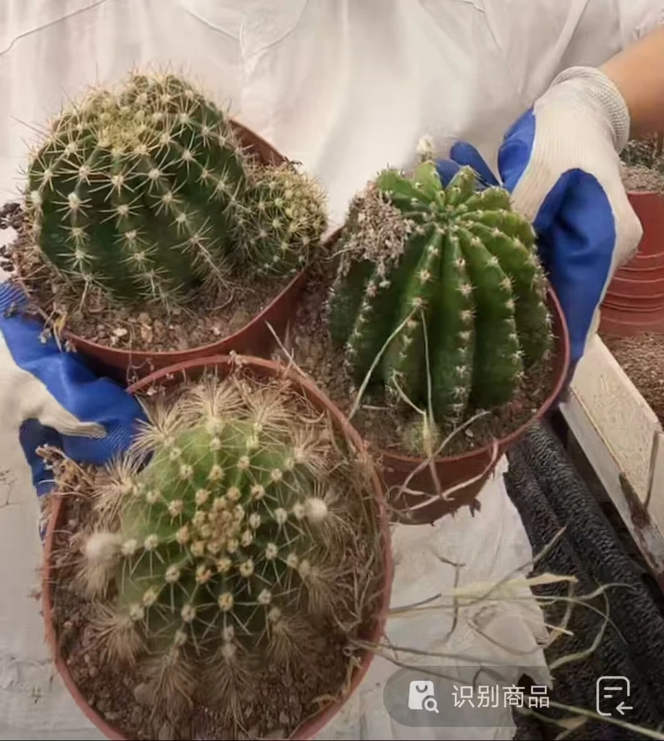 表妹园艺【3颗 大彩草 实生根】满18包邮默认脱土发货