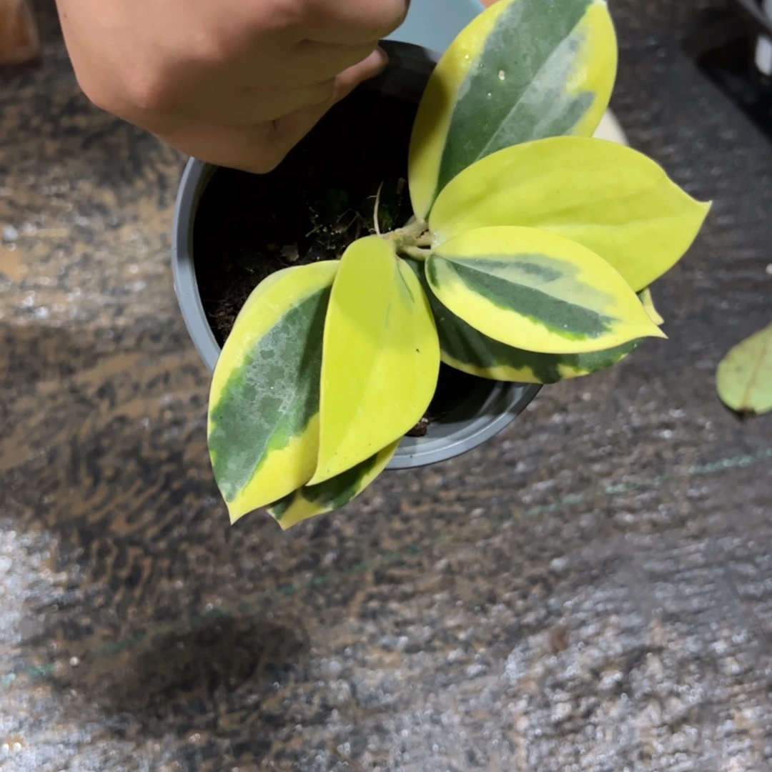 泉***镜无花朵帕拉外锦球兰