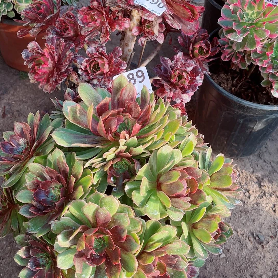 无花朵多肉植物组合390