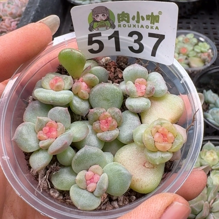 多肉植物多肉植物