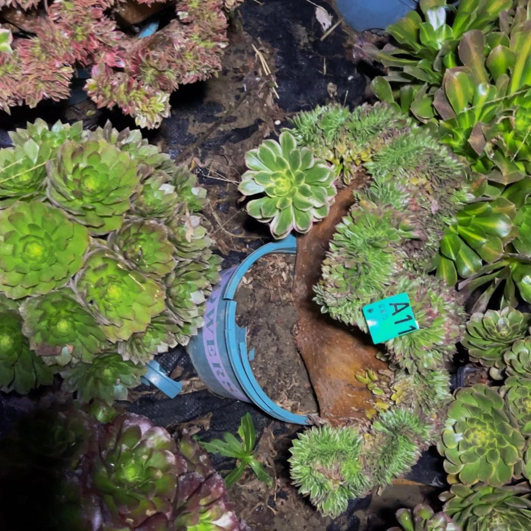 海王法师缀化1-3¥