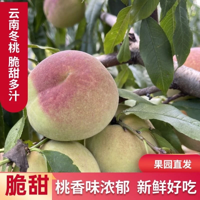 云南冬雪蜜桃新鲜鲜摘冬桃高山当季水果