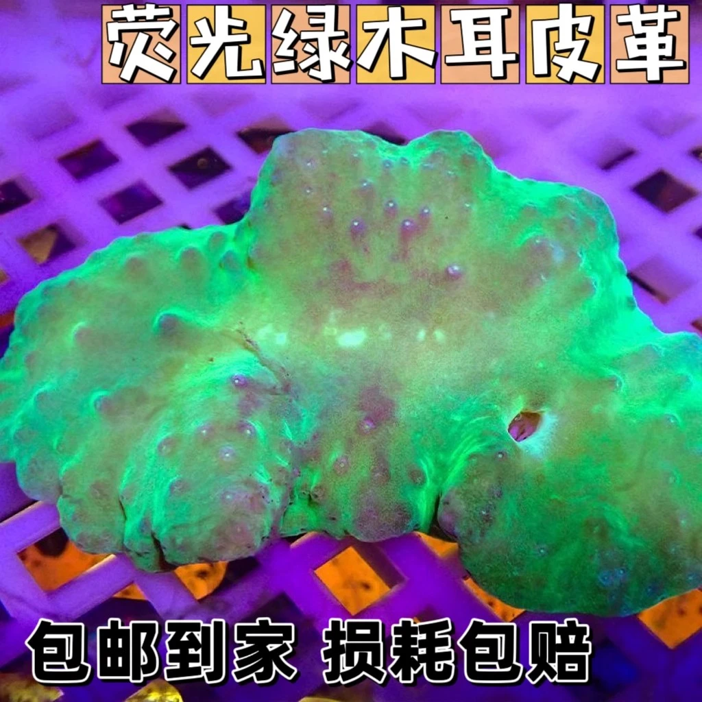 荧光绿木耳皮革珊瑚生物造景海葵海草软体珊瑚观赏珊瑚海缸海水