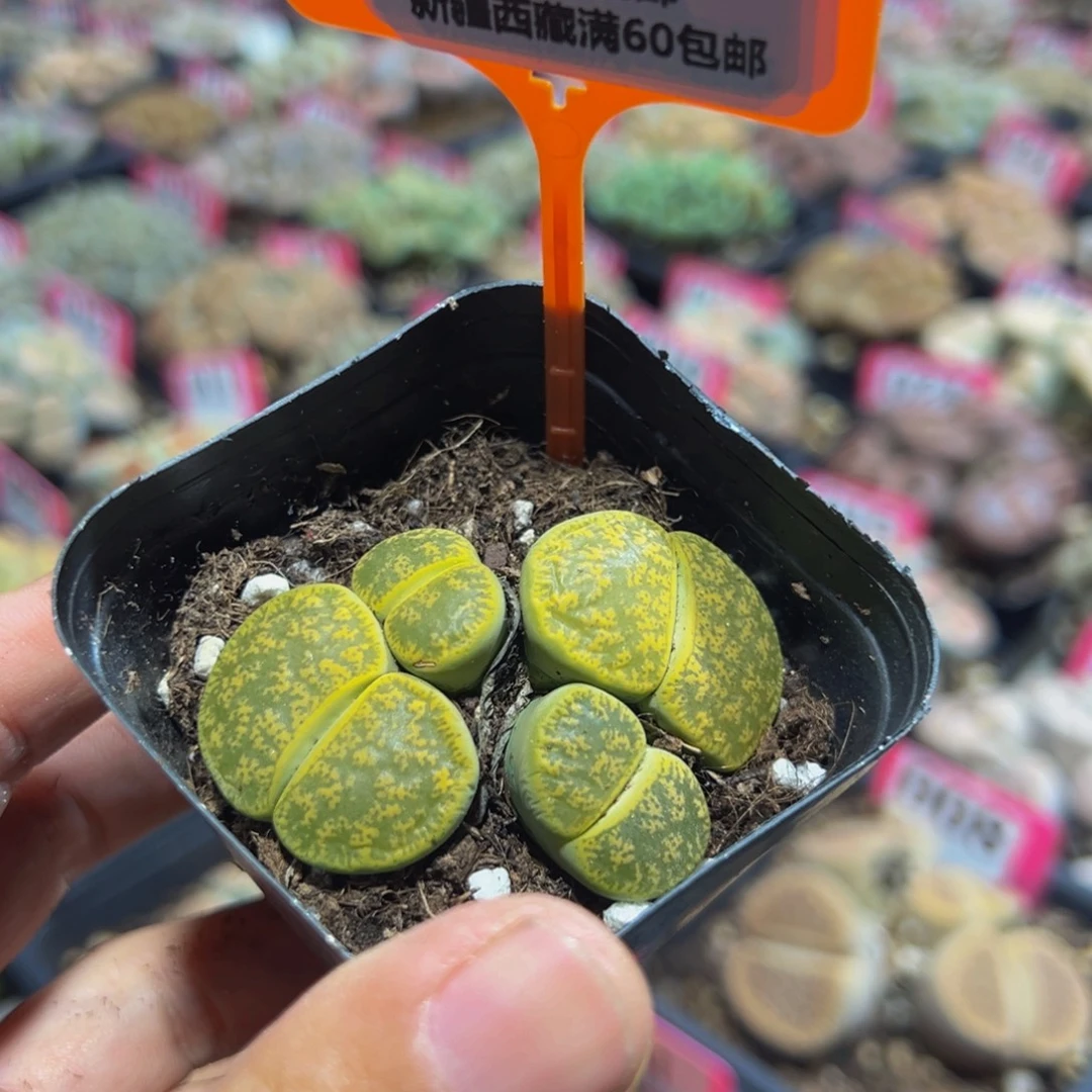 564 一物一拍，默认有伤，介意勿拍，不退不换