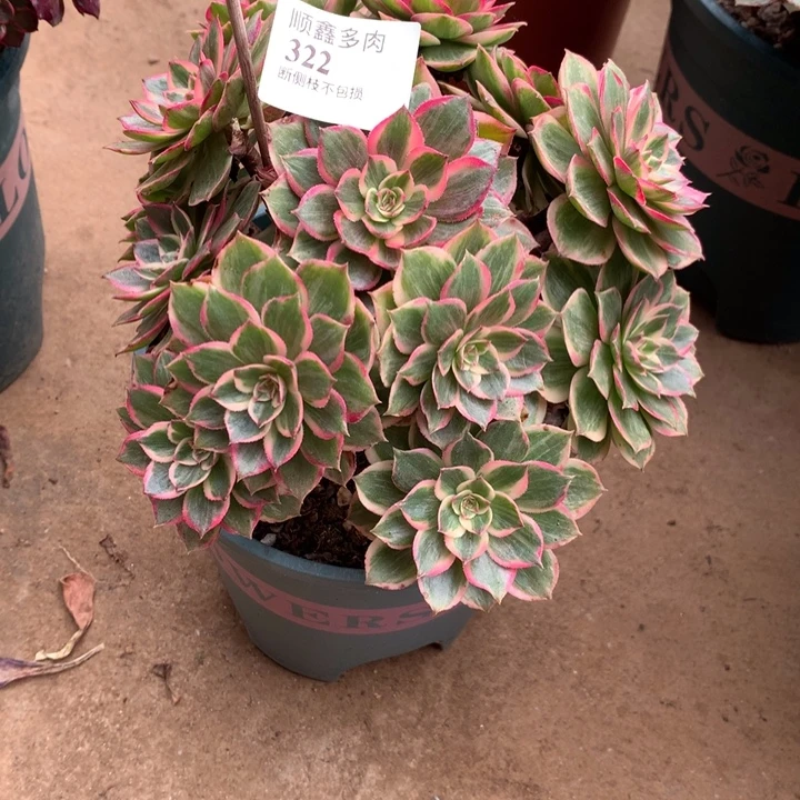 322莲花座多肉植物特价