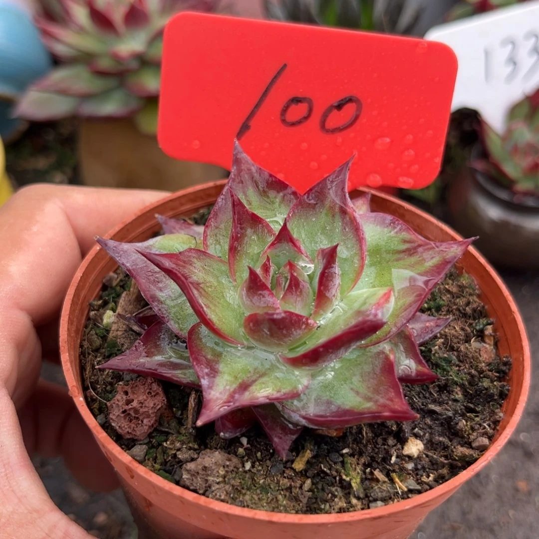 惊鸿仙子多肉植物100