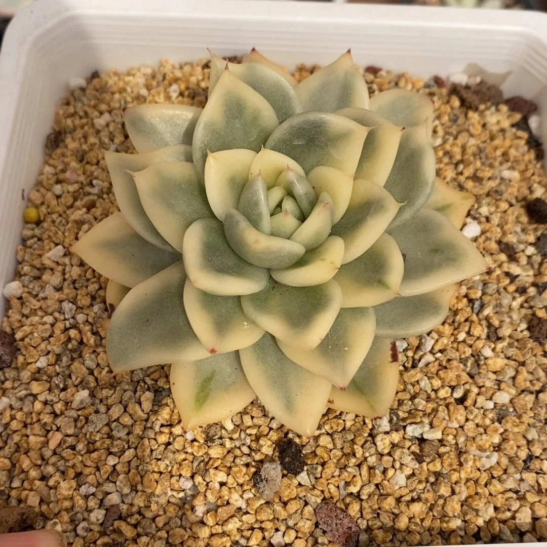 ****苒不知名多肉植物2689