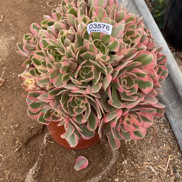 03576邀约多肉植物