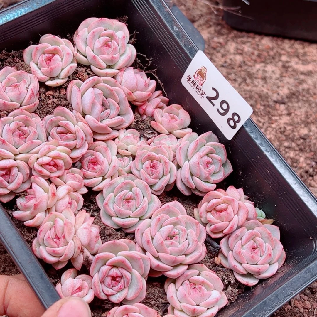 我***名多肉植物多肉植物