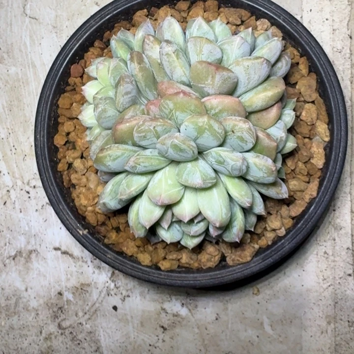 百达翡翠 群生  一物一拍