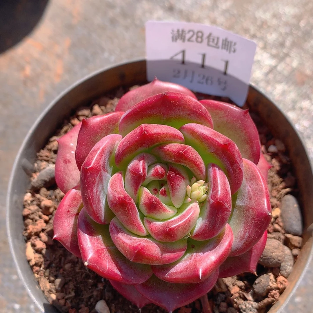 【闪购商品】云411号