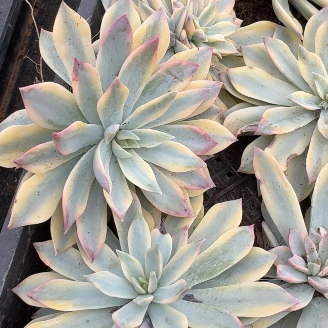 三颗锦量拍18-30