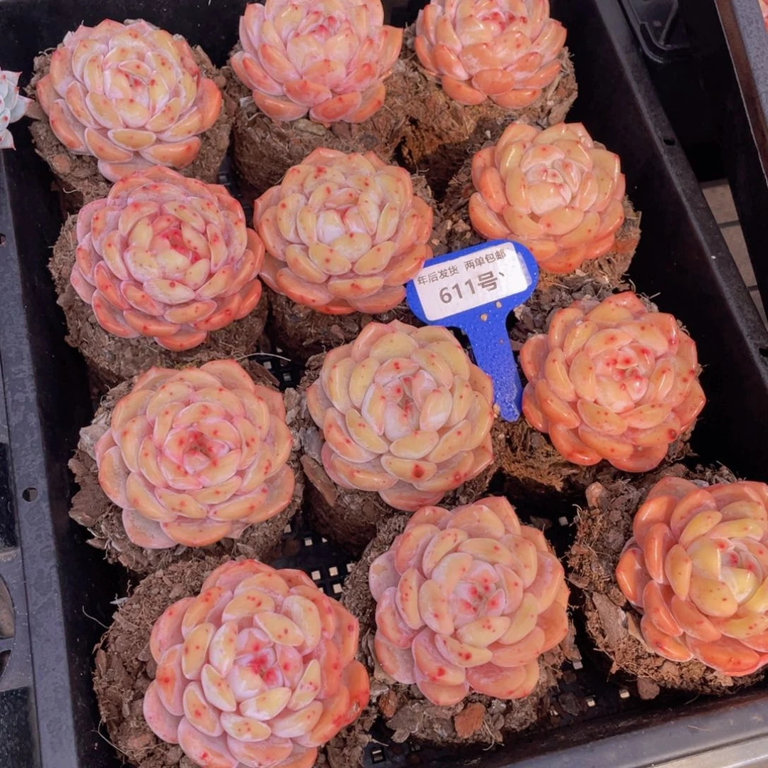 611号新年福利果冻韩版仙女橙单头两个