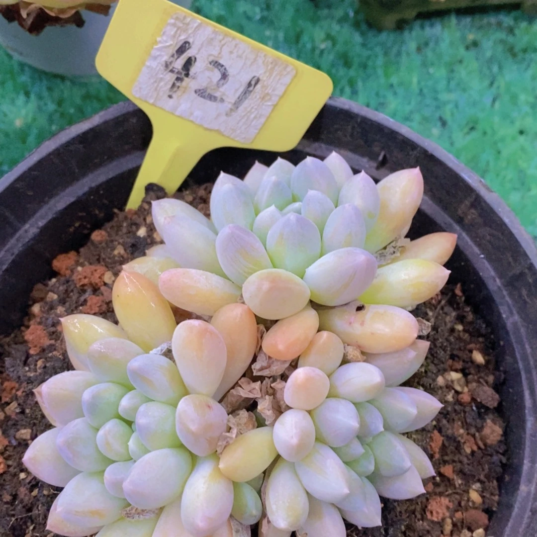 清货场，精品场一物一拍