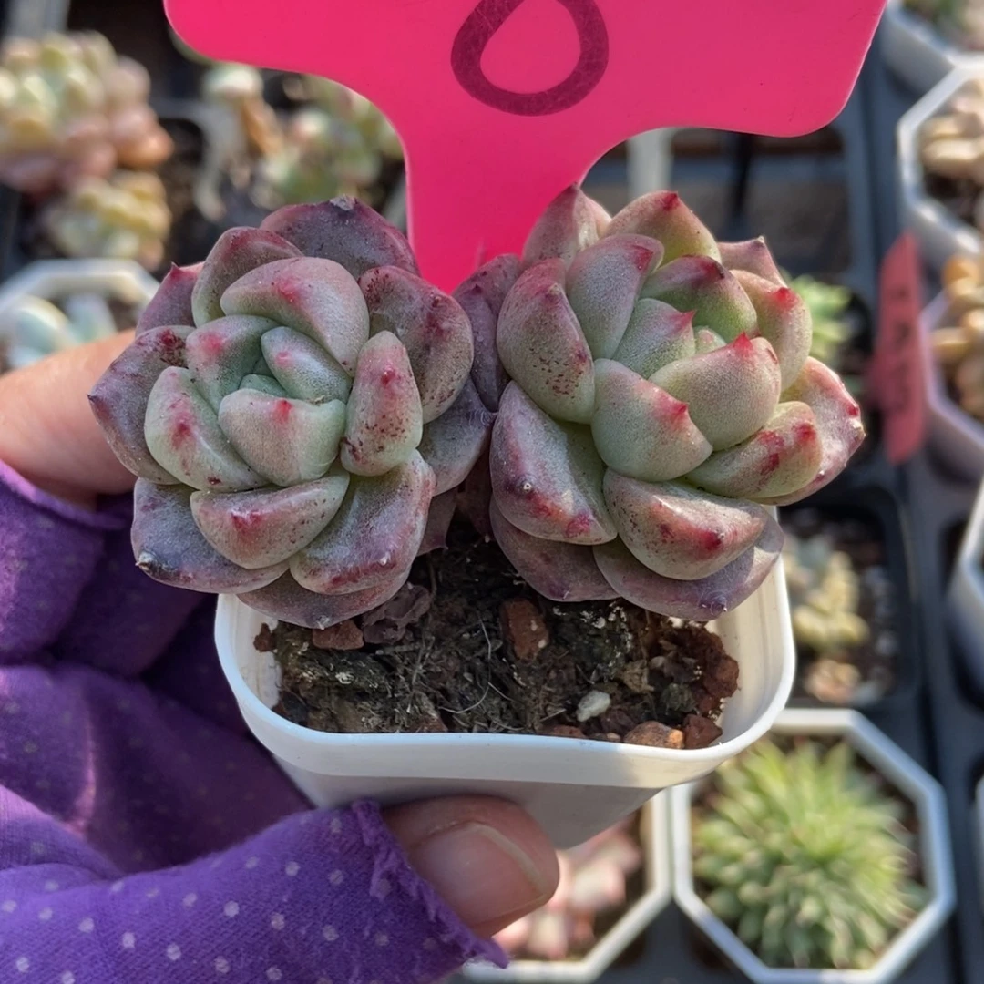 8白玫瑰石化多肉植物