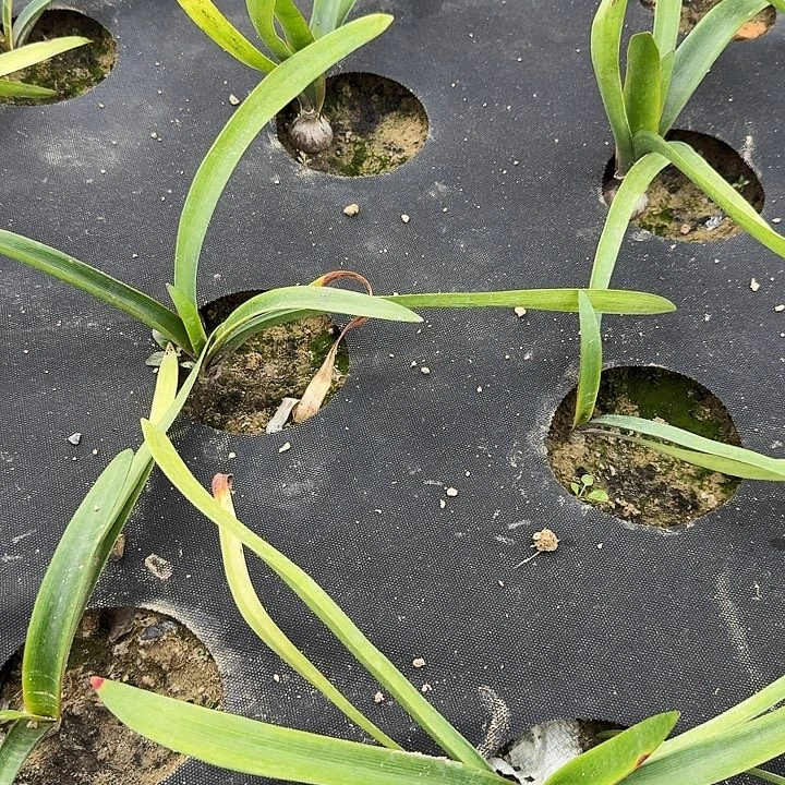 T100朱顶红一棵2.5+
