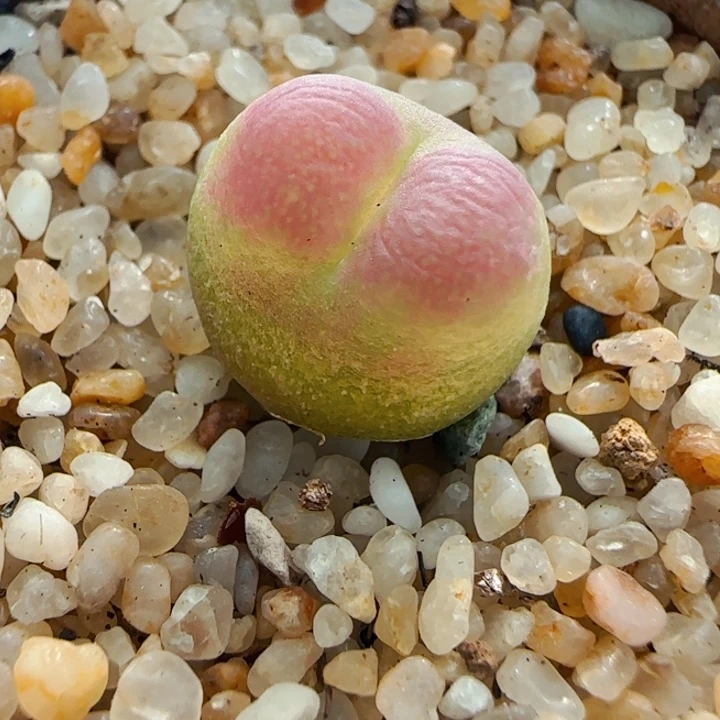 多肉植物肉锥特特特21号