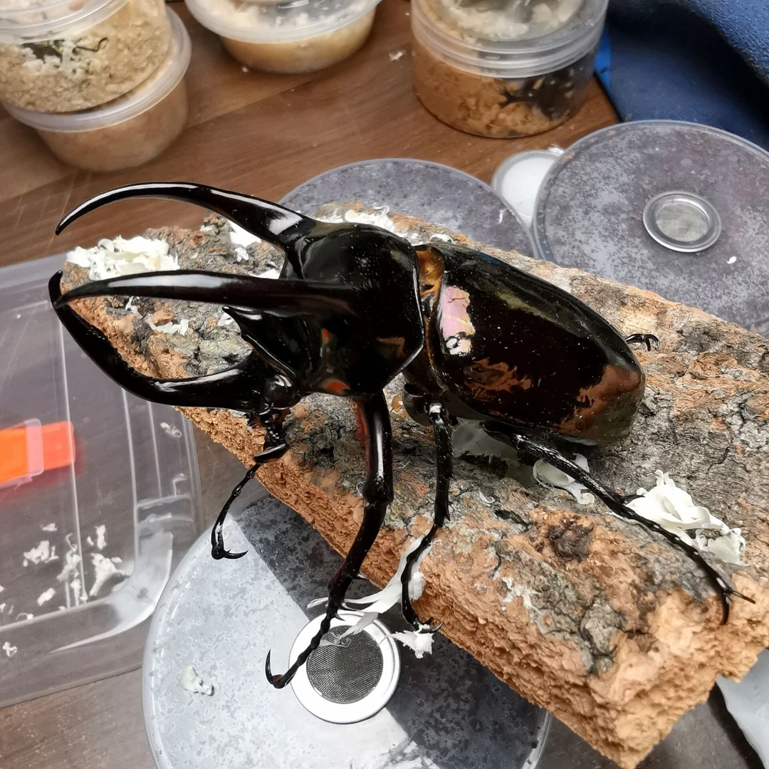 690ml南洋大兜虫CAK幼虫饲养无忧罐内含1-2龄幼虫1只性别随机