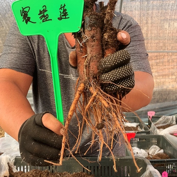无花朵赛墨莲嫁接幼苗