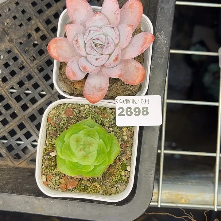 阿雅园艺。       2698两颗