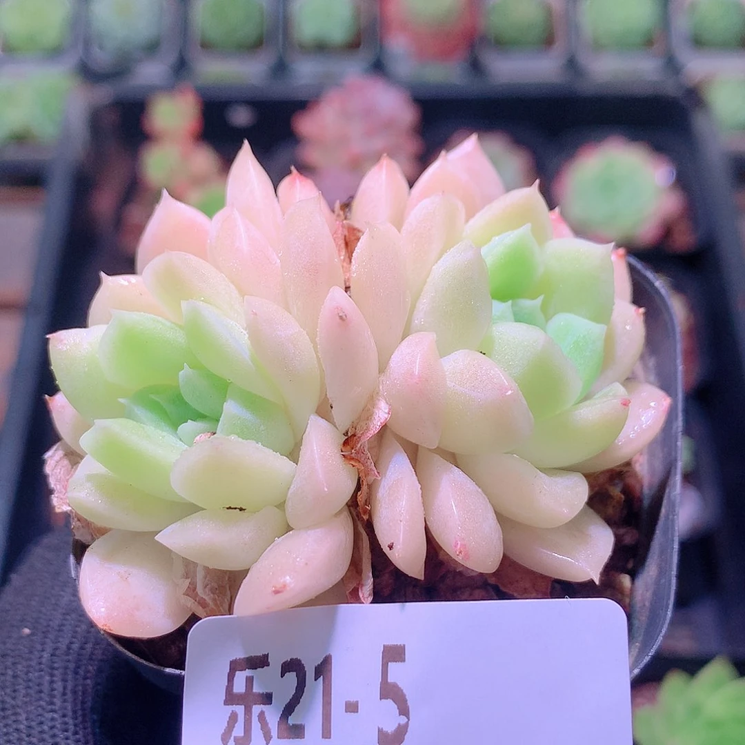 乐然21-5 白冰雪女王