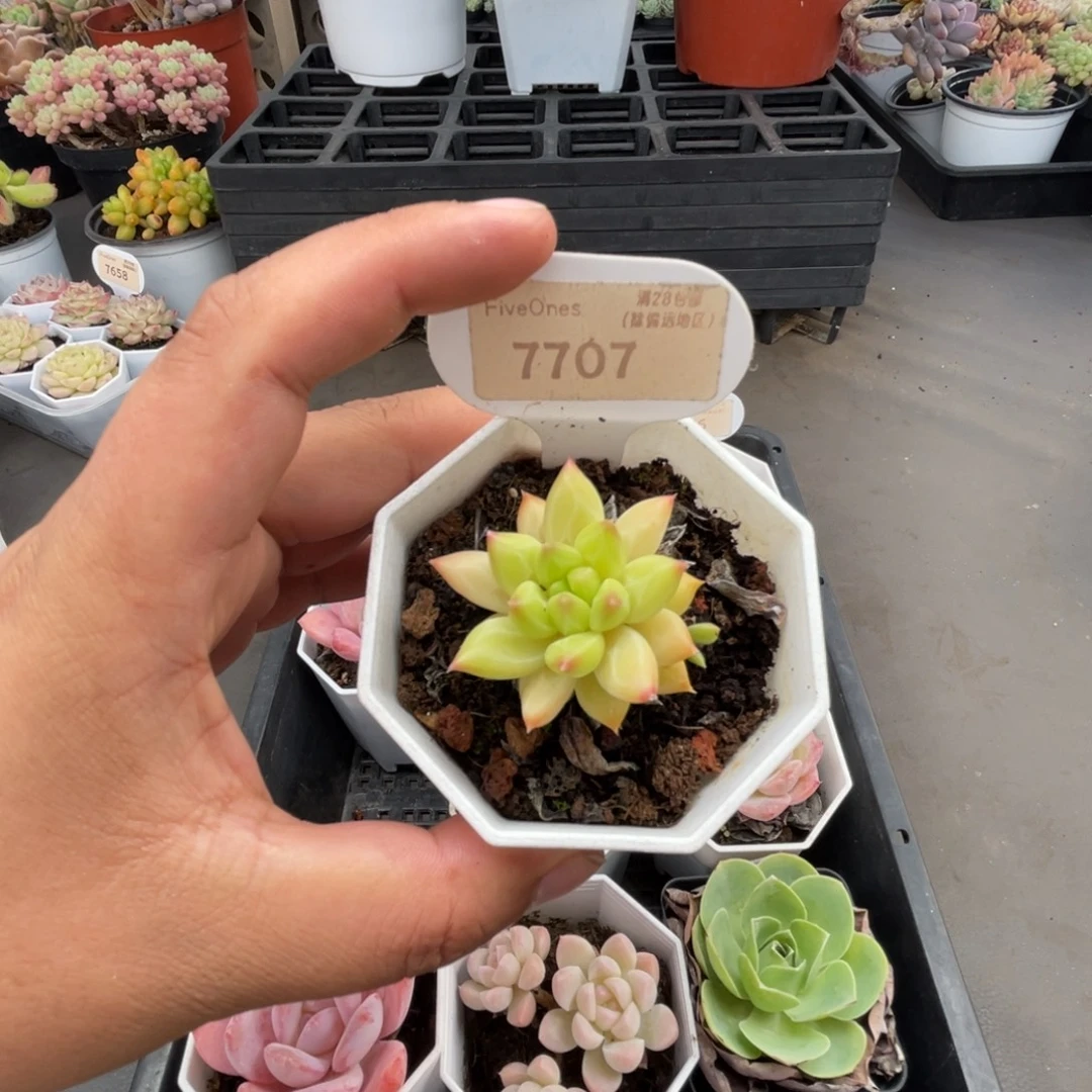 7707甲骨文 3.0厘米