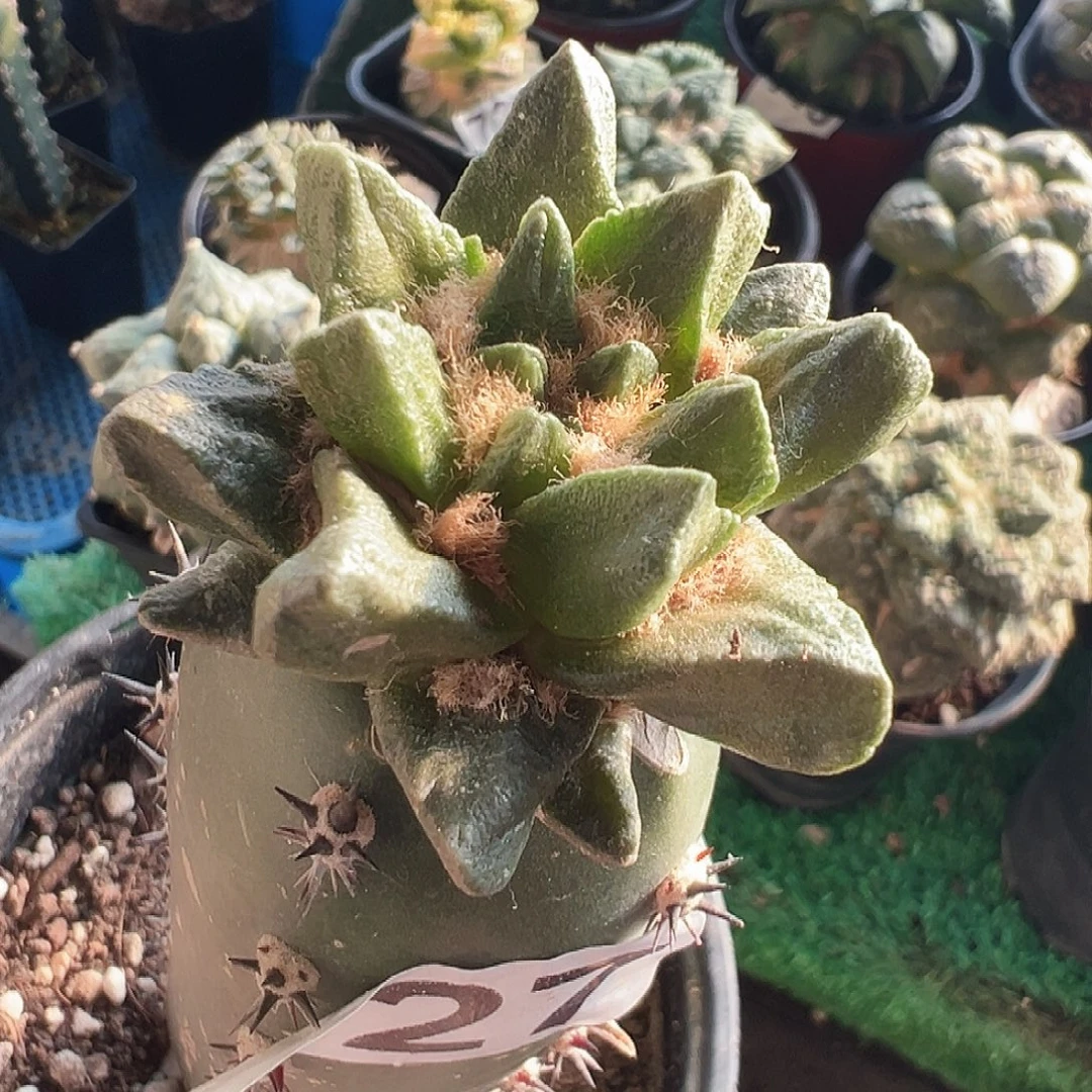 无花朵福利短尤龙角牡丹127