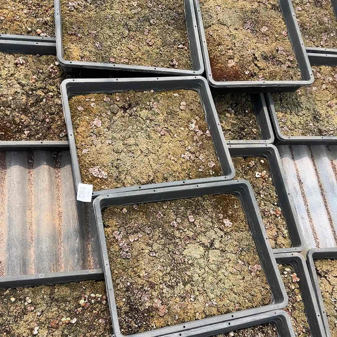 量拍以下1框清框脱土发无售后。    592