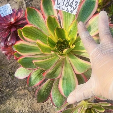 白*飞无毒锦多肉植物法师1843