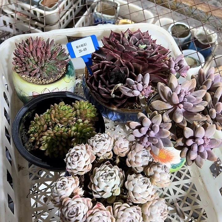 26.69一筐多肉植物