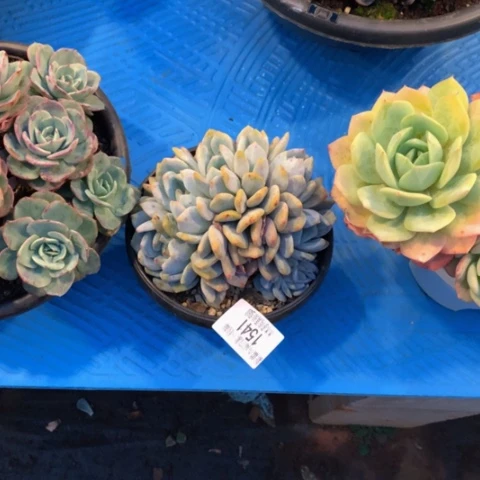 慢***?1541橙梦露多肉