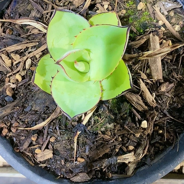 多肉植物龙蛇兰植物